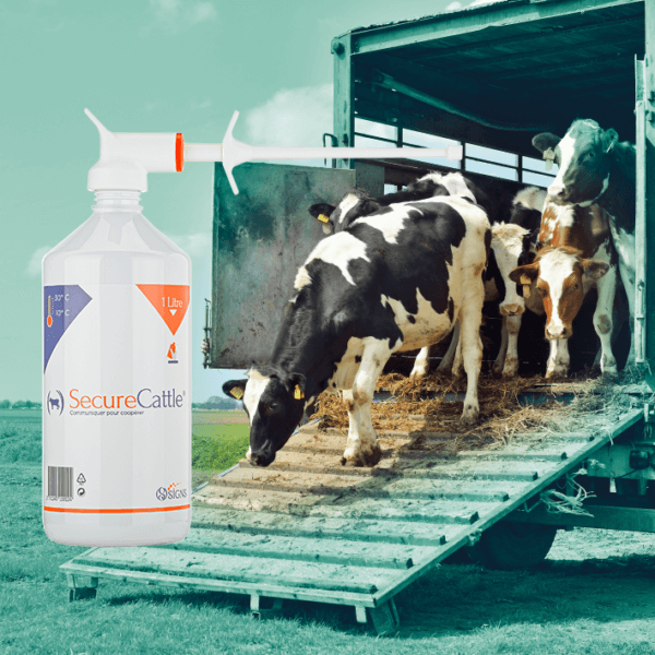 Secure Cattle 1L (rundvee) - Afbeelding 3