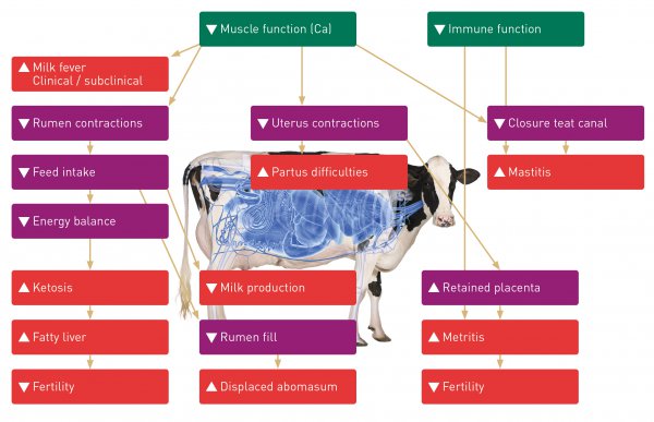 Ketosis causes major expenses - Topro Animal Health